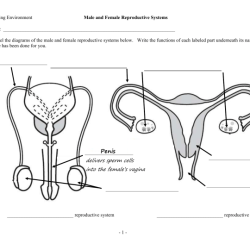 Female reproductive system worksheet with answers