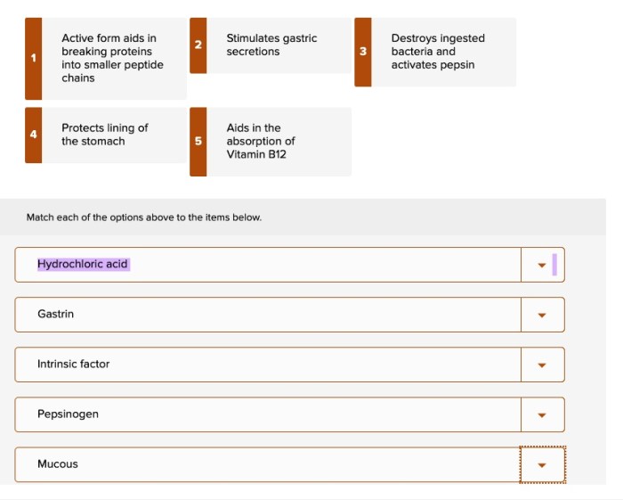 Match the following gastric secretions with their appropriate function