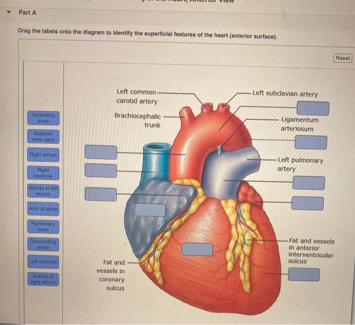 Drag the labels onto the diagram to identify the arteries