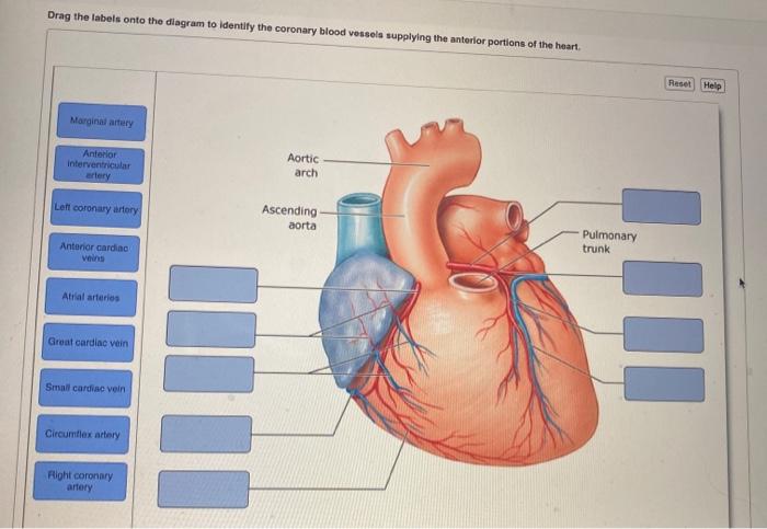 Drag the labels onto the diagram to identify the arteries