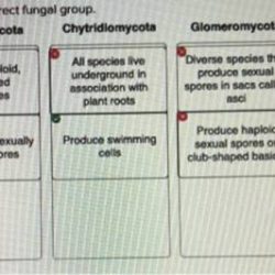 Classify parameter each description statistic has population variable sample data transcribed text show classification