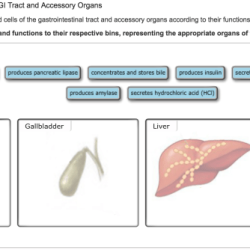 Types physiology cells gastric glands secretory gi system stomach gastrointestinal mucosa google choose au anatomy mucus easy search board exam