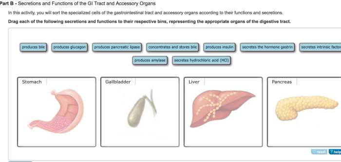 Types physiology cells gastric glands secretory gi system stomach gastrointestinal mucosa google choose au anatomy mucus easy search board exam